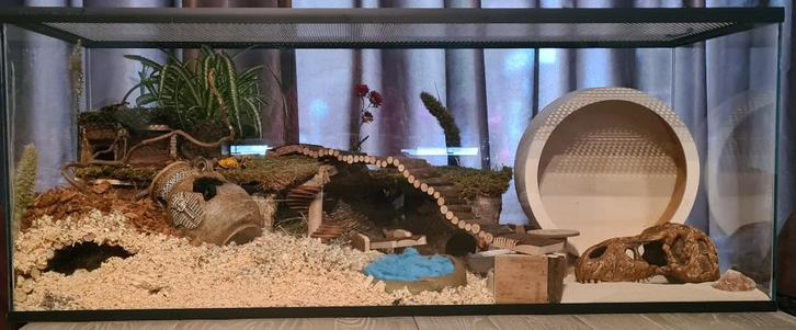 Glazen hamsterkooi zonder schuifruiten, Dieren en Toebehoren, Knaagdieren en Konijnen | Hokken en Kooien, Nieuw, Hok, Minder dan 60 cm