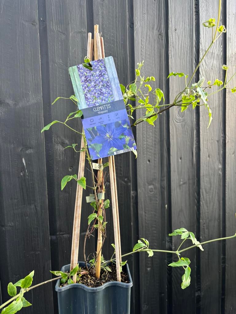 Clematis, Tuin en Terras, Planten | Tuinplanten, Ophalen, Vaste plant, Klimplanten