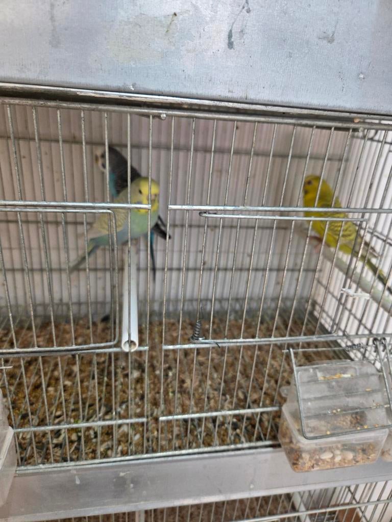 Grasparkieten, Dieren en Toebehoren, Vogels | Parkieten en Papegaaien, Meerdere dieren, Parkiet