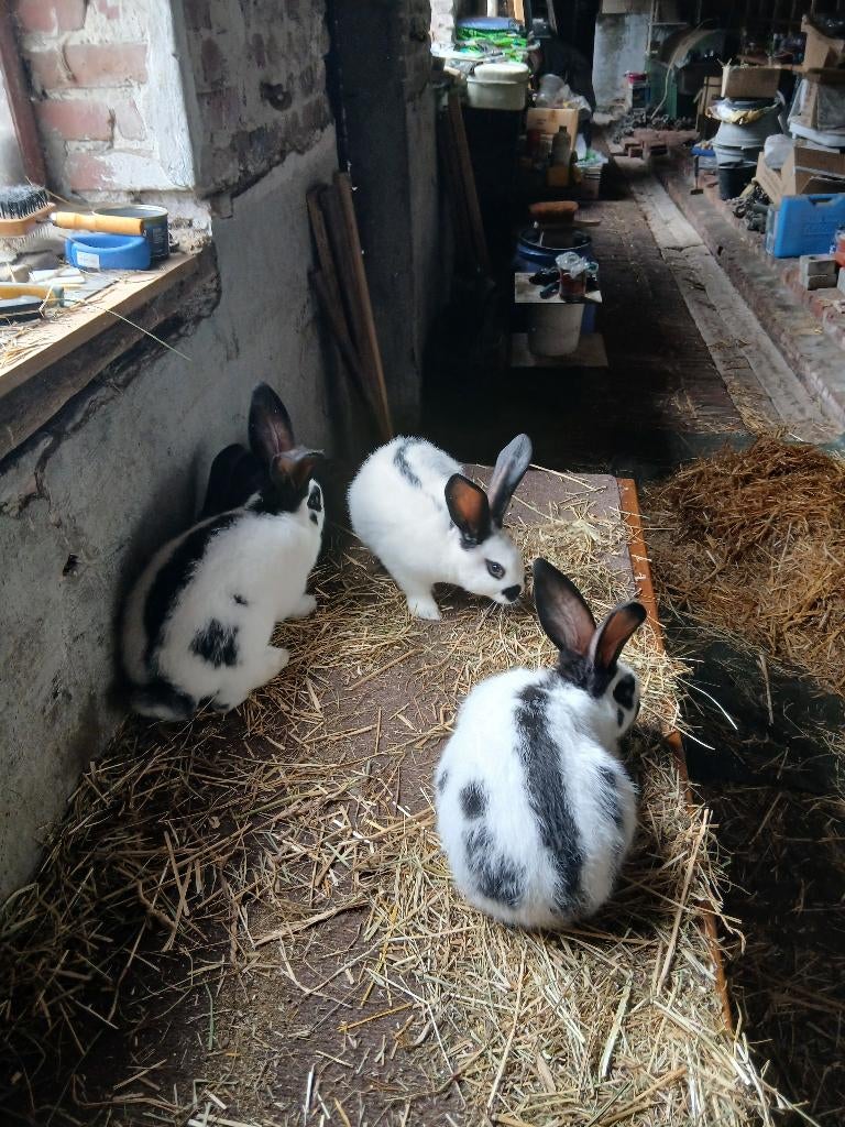 Jonge groot lotharingers., Dieren en Toebehoren, Konijnen, Meerdere dieren, Groot, 0 tot 2 jaar