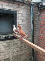 Gezocht een  rode  of zwarte  boerenmeeuwtjes, Dieren en Toebehoren, Vogels | Duiven, Mannelijk