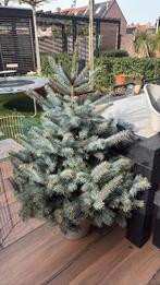 Kerstboom, Bloeit niet, Overige soorten, Minder dan 100 cm, Ophalen