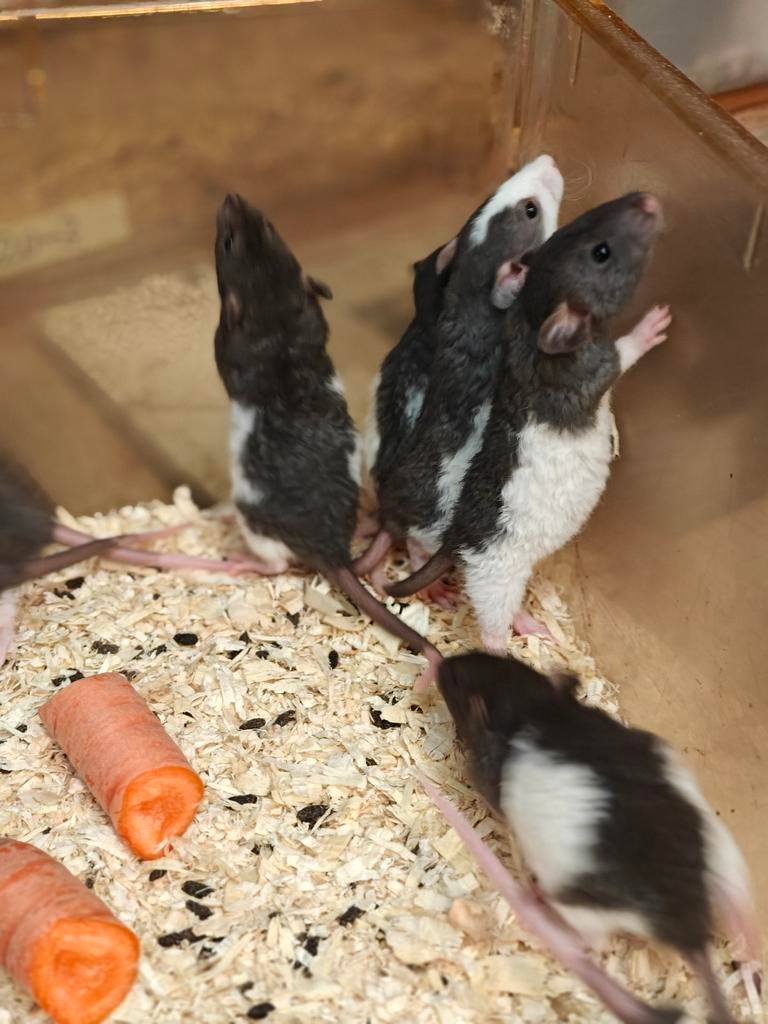 Rittens man/vrouw te koop, Dieren en Toebehoren, Knaagdieren, Rat, Maart, Meerdere dieren, Tam