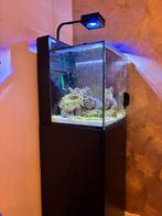 Zeer compleet Red Sea Max Nano aquarium inclusief meubel, Dieren en Toebehoren, Ophalen, Gebruikt, Gevuld zeewateraquarium
