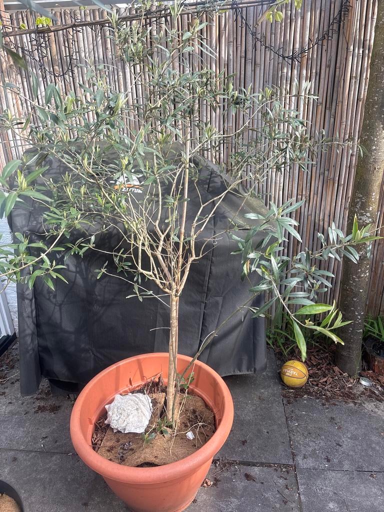 Prachtige Italiaanse olijfboom, 2m hoog, grote kruin, Ophalen, Volle zon, Vaste plant, Fruitplanten