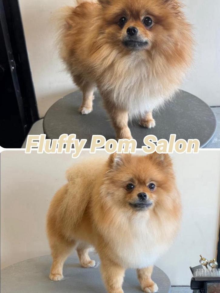 Trimsalon, Dieren en Toebehoren, Honden-accessoires, Nieuw, Ophalen