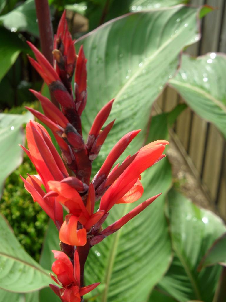 canna - canna's pakket - dubbel - triple, Tuin en Terras, Planten | Tuinplanten, Ophalen of Verzenden, Zomer, Overige soorten