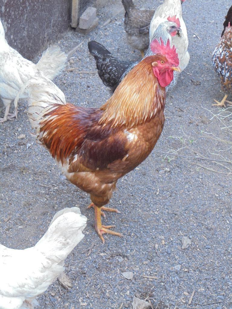 haan, Dieren en Toebehoren, Pluimvee, Mannelijk, Kip