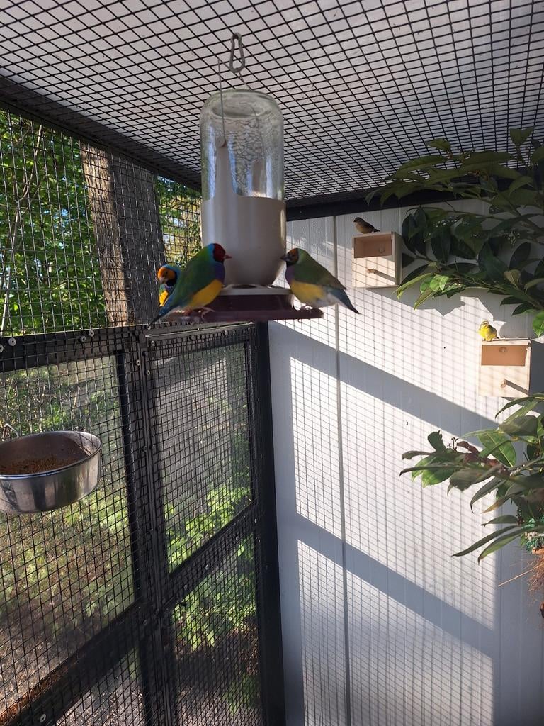 2 koppels goulds te koop, Dieren en Toebehoren, Vogels | Overige Vogels, Meerdere dieren, Tropenvogel, Geringd