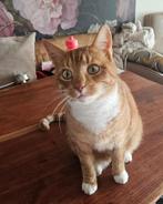 Vermist Rode/ witte kater, Kater, Kortharig, 3 tot 5 jaar