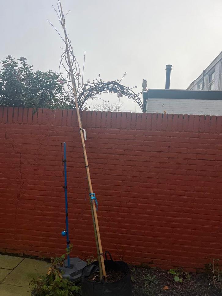 Appelboom - Malus sylvestris in pot, Tuin en Terras, Planten | Fruitbomen, Appelboom, 100 tot 250 cm, Volle zon, Lente, In pot