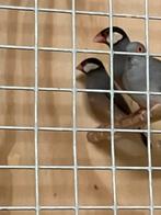 Rijstvogels, Dieren en Toebehoren, Meerdere dieren