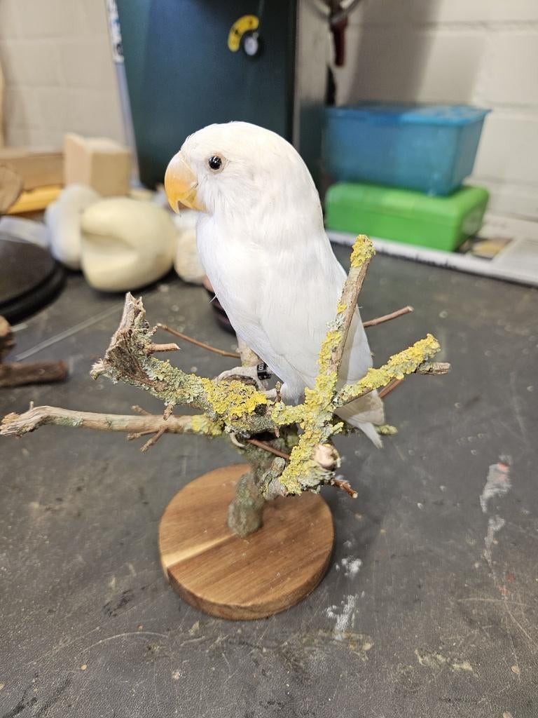 Opgezette spierwitte agapornis ( love bird ), Verzamelen, Dierenverzamelingen, Verzenden, Nieuw, Vogel, Opgezet dier