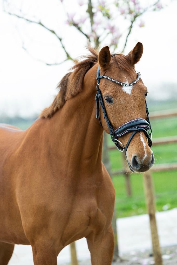 Dressuur paarden beleerd/onbeleerd, Met stamboom, Niet van toepassing, Dressuurpaard, 3 tot 6 jaar