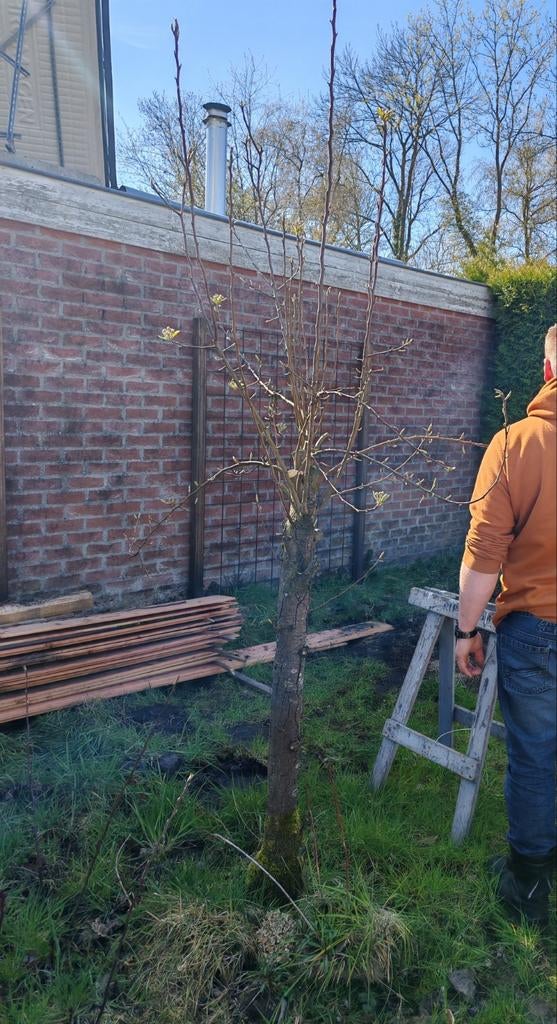 Gratis 3 fruitbomen., Tuin en Terras, Overige soorten, Lente, 250 tot 400 cm, Ophalen