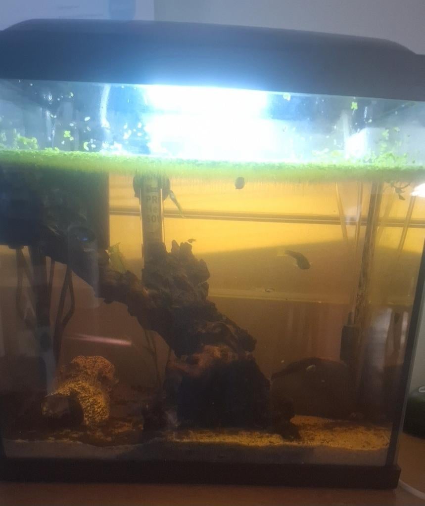 Aquarium 25 Liter superfish, Ophalen, Inclusief toebehoren, Superfish, Gevuld zoetwateraquarium