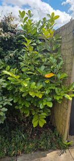 GRATIS! Allerlei planten en struiken, Ophalen, Hortensia, Minder dan 100 cm