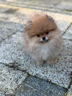 Mini beare face Pomerian, Particulier, 15 weken tot 1 jaar, Buitenland, Parvo