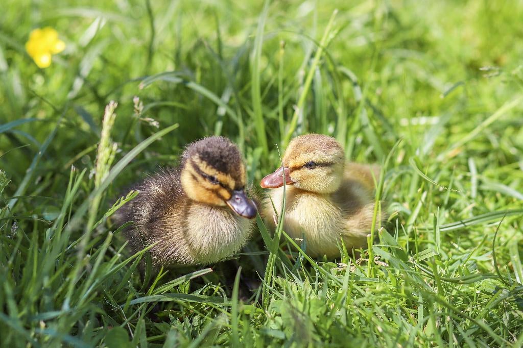 Oud Hollandse kwakers kuikens | Gesekst, Meerdere dieren, Eend