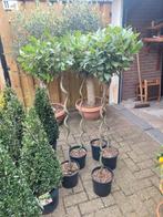 Laurus Nobilis met spiraalstam - 150cm hoog, Ophalen