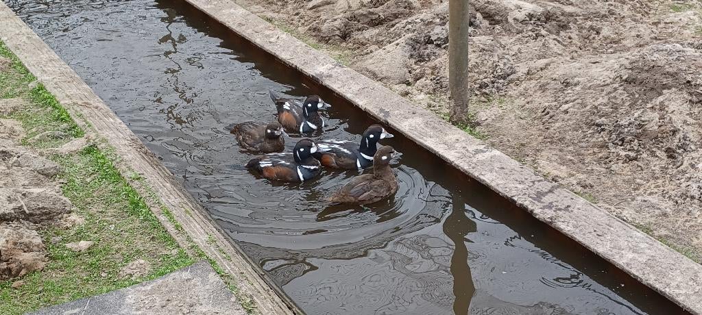 Harlekijn eenden, Meerdere dieren, Eend