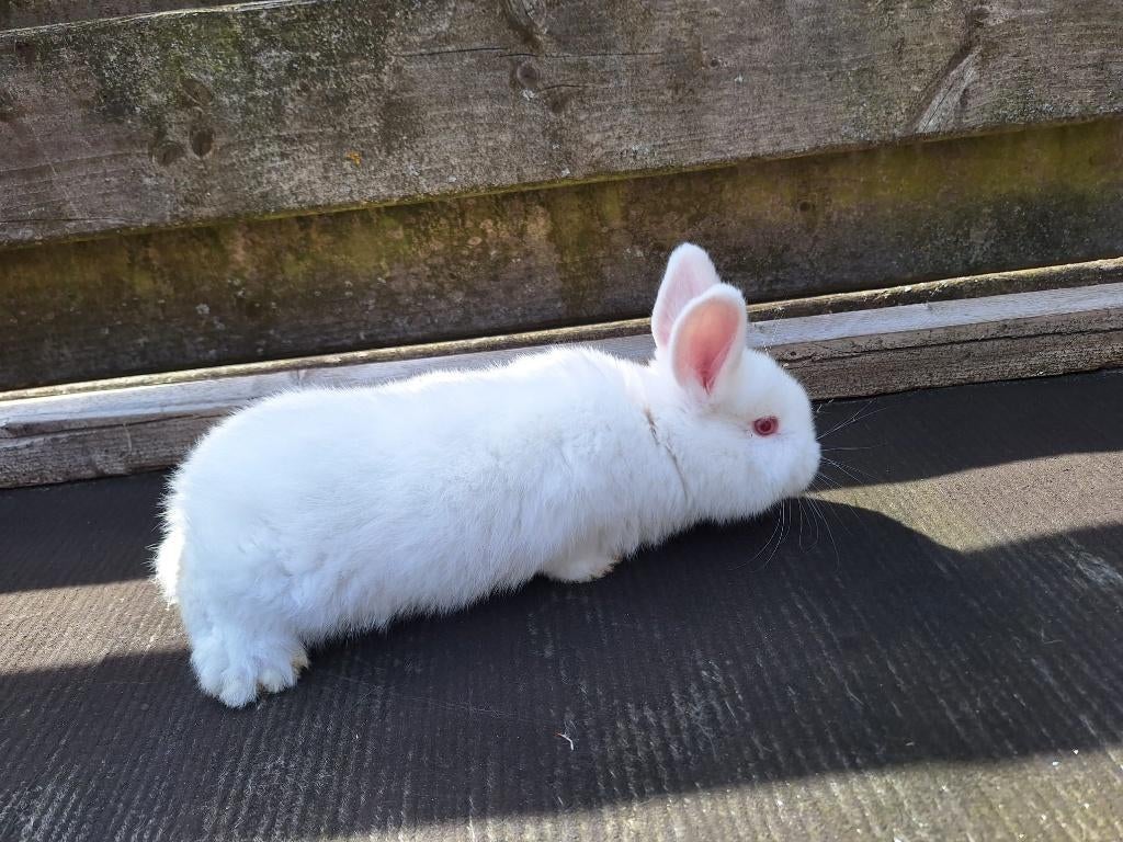 Jonge Witte Nieuw Zeelander te koop, Dieren en Toebehoren, Konijnen, Meerdere dieren, Groot, 0 tot 2 jaar