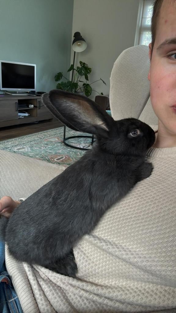 Vlaamse reus ram 9 weken oud, Dieren en Toebehoren, Konijnen, Mannelijk, Groot