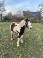 Super lieve Tinker merrieveulen van 10 maanden oud!, Dieren en Toebehoren, Pony's, Merrie, 0 tot 2 jaar