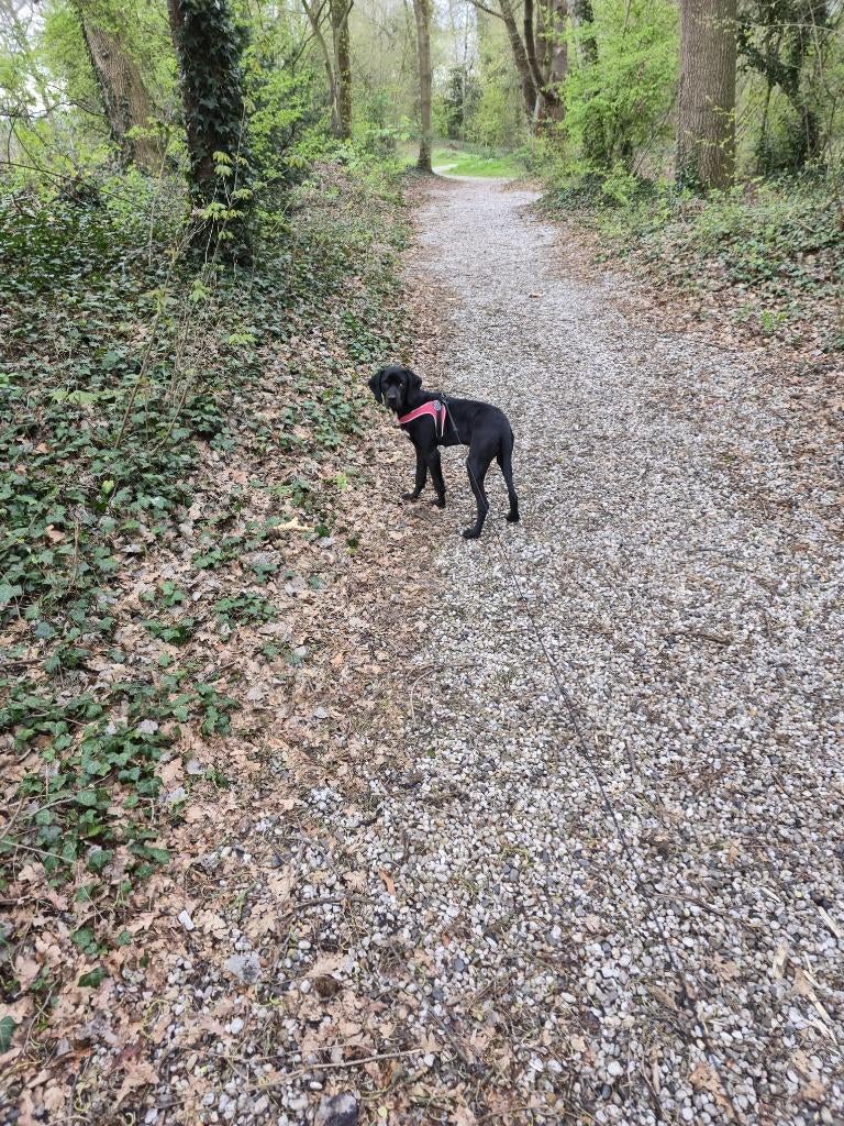 Dobermann hondjes, 15 weken tot 1 jaar, Reu, Parvo, Meerdere