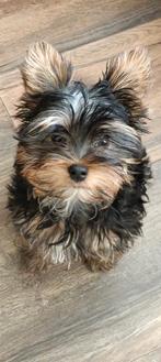 Yorkshire terrier Zilverzwart, Yorkshire Terriër, 15 weken tot 1 jaar, Reu, Eén hond