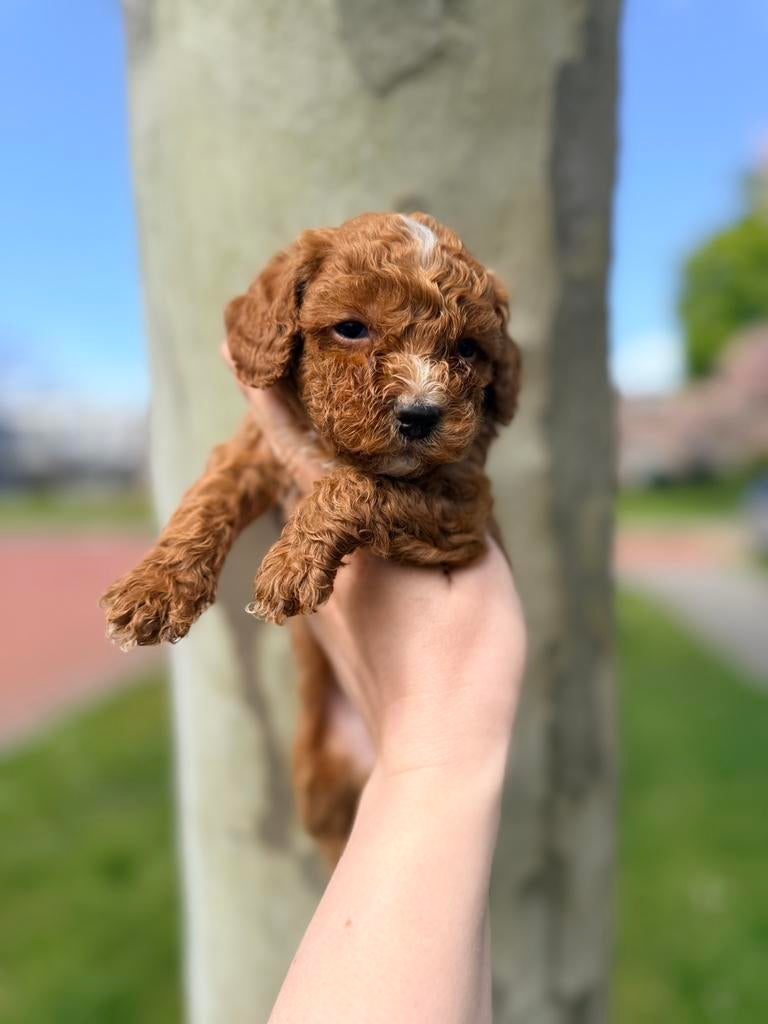 Mini labradoodle/mini doodle pups te koop! Alleen reutjes, Parvo, Overige rassen, 8 tot 15 weken, Meerdere