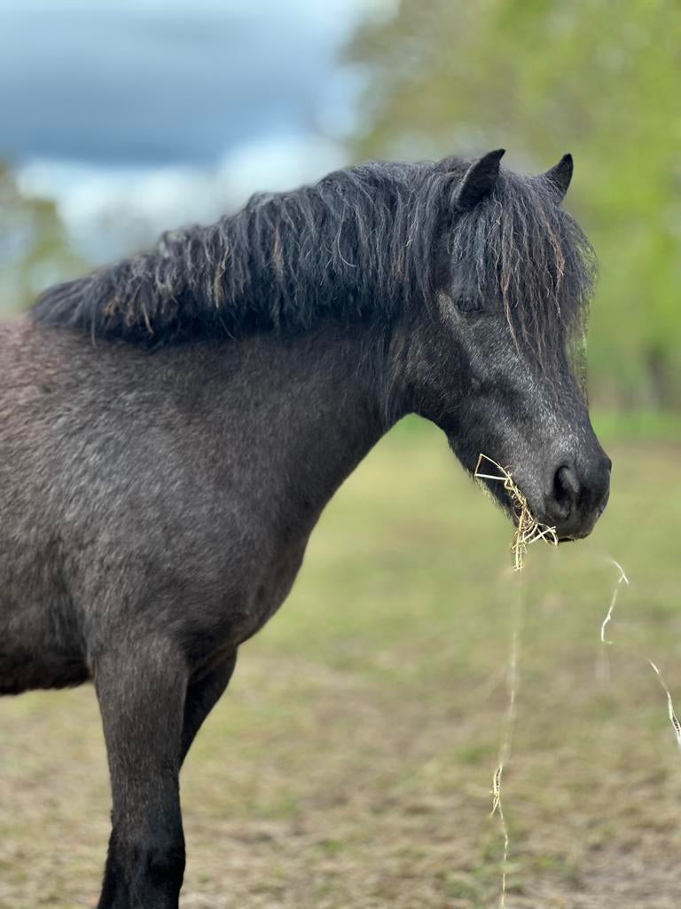 Knappe grote Shetlander merrie, Merrie, Dressuurpony, Niet van toepassing, A pony (tot 1.17m)