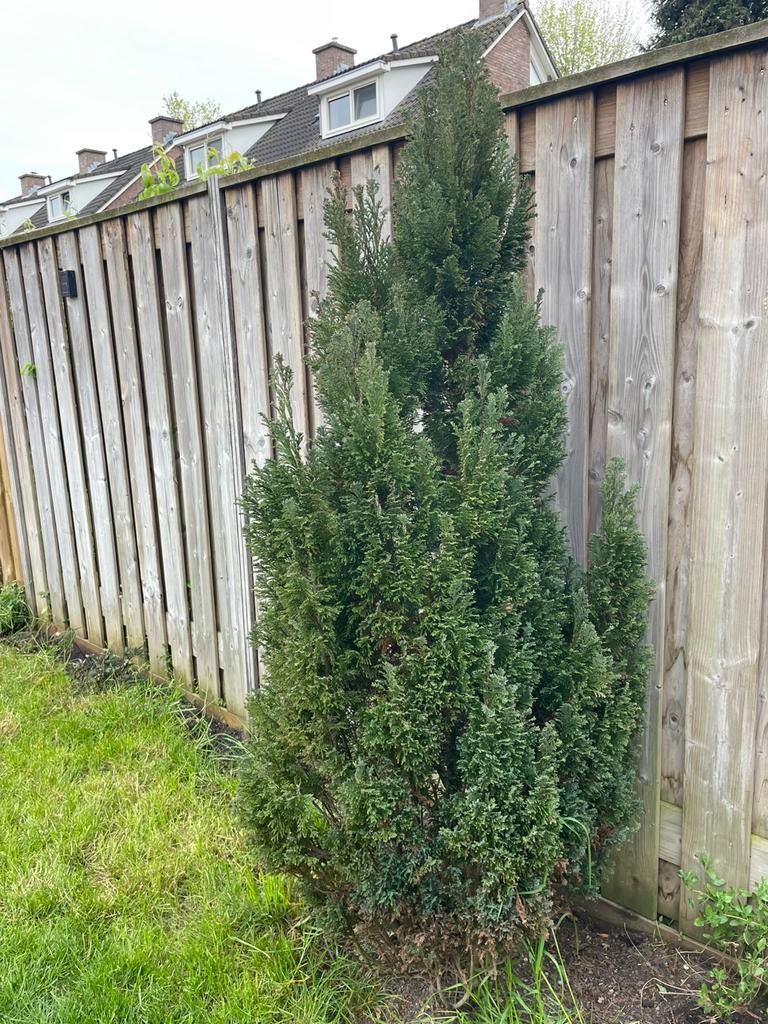 Conifeer, Ophalen, Conifeer, Struik, 100 tot 250 cm