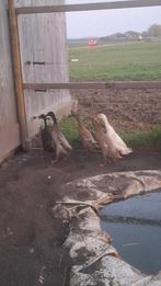 Loopeendeieren, Ophalen of Verzenden, Zo goed als nieuw, Broedmachine