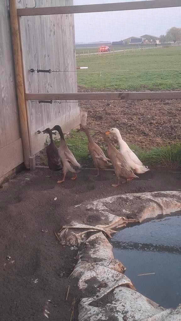 Loopeendeieren, Dieren en Toebehoren, Pluimvee | Toebehoren, Zo goed als nieuw, Broedmachine, Ophalen of Verzenden