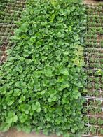 Aardbei planten aardbeiplanten, Ophalen, Overige soorten, Minder dan 100 cm