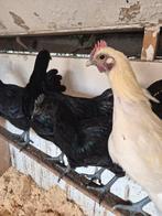 Gratis! 3 mooie hanen, Mannelijk, Kip