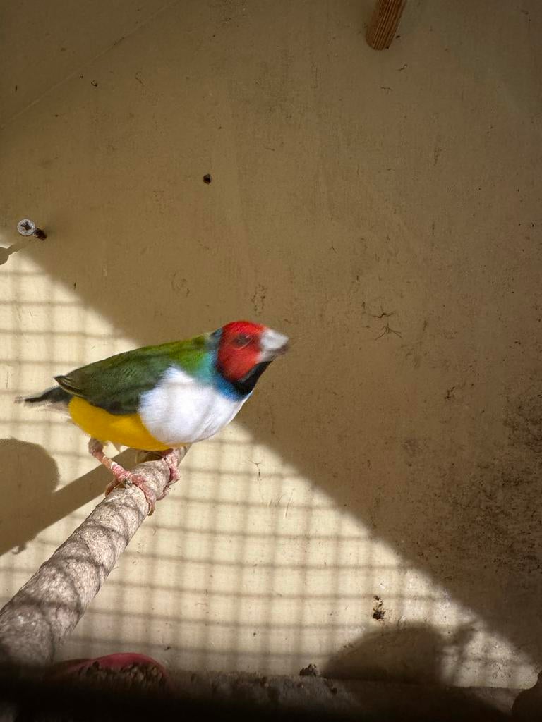 6 Gouldamadines te koop aangeboden (buiten volière), Dieren en Toebehoren, Vogels | Overige Vogels, Meerdere dieren, Tropenvogel