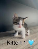Kitten van half blauwe rus, Dieren en Toebehoren, Poes