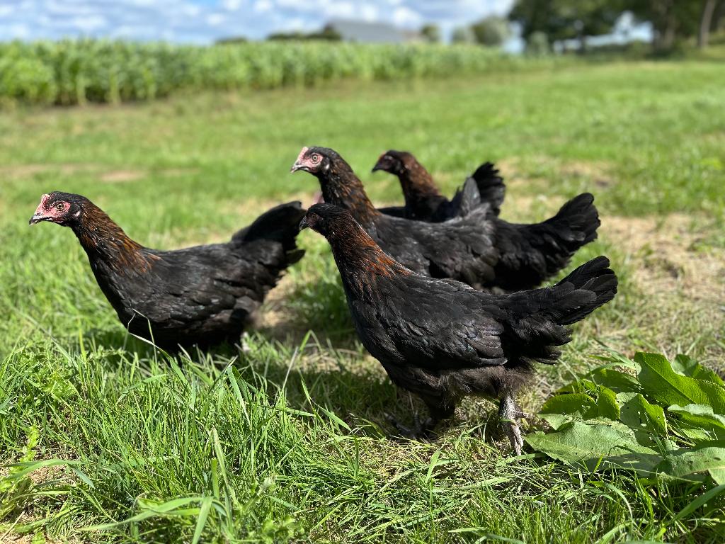 Jonge tamme Marans kippen gesekst en ingeënt, Dieren en Toebehoren, Pluimvee, Vrouwelijk, Kip