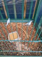 Koppel diamantduiven. Begin 2025., Dieren en Toebehoren, Vogels | Kanaries, Meerdere dieren, Postuurkanarie