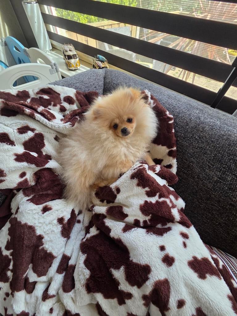 Pomeriaan pup teefje pomeranian  / dwergkees, Dieren en Toebehoren, Particulier, Keeshond, 15 weken tot 1 jaar, Buitenland