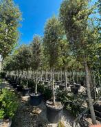 Steeneik bomen Hoogstam | Halfstam quercus ilex, Ophalen of Verzenden, Volle zon, Overige soorten