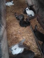 Vlaamse reuzen, Dieren en Toebehoren, Konijnen, Meerdere dieren, Groot, 0 tot 2 jaar