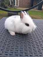 Teddy leeuwtje dwerg, Mannelijk, Dwerg