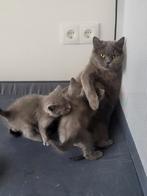 100% Britse Korthaar kittens in de kleur blue., Poes, Ontwormd, 0 tot 2 jaar