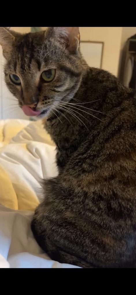 Liefdevol logeeradres voor uw kat in Amsterdam!, Particuliere oppas