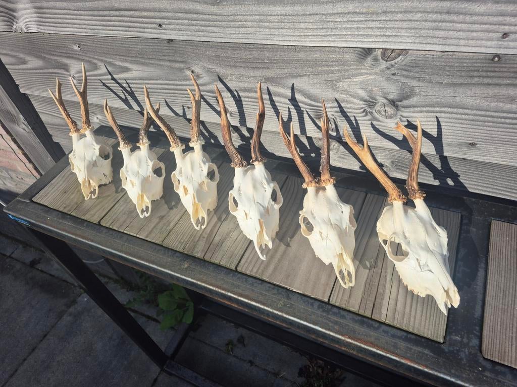 Ree Reebok geweitjes 6 stuks, Verzamelen, Ophalen of Verzenden, Gebruikt, Overige soorten, Schedel