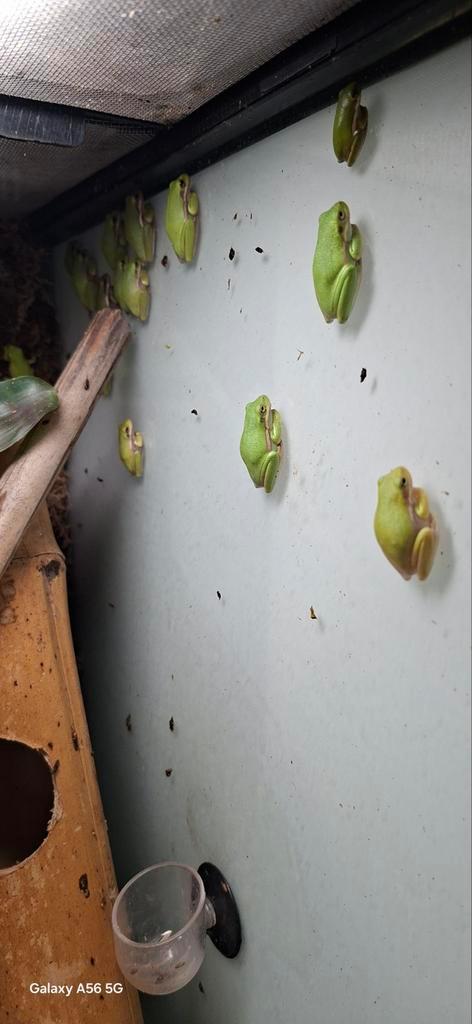 Boomkikker Frog - unknown for sale from Moai