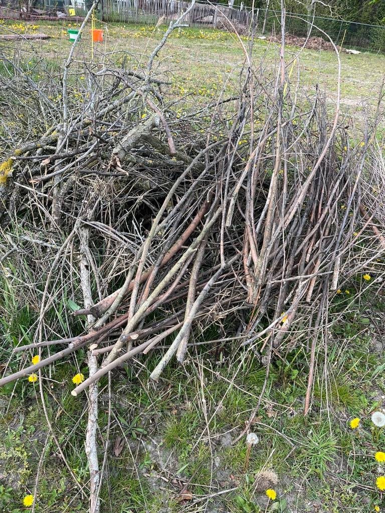 Droog hout / takken Gratis, Ophalen, Eenjarig, Overige soorten, Volle zon